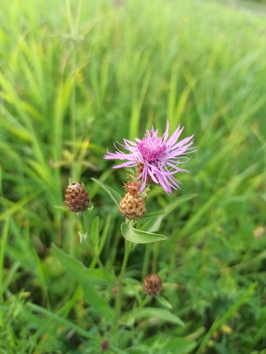 Brown Knapweed