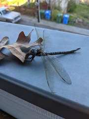 Insecta