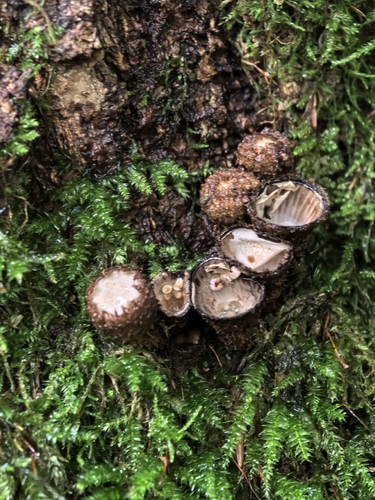 fluted bird's nest fungus