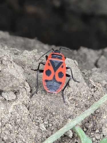 European Firebug