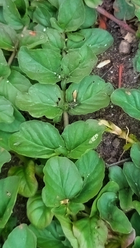 creeping Jenny