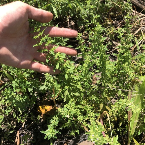 Hedeoma pulegioides, photograph 3