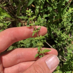 Hedeoma pulegioides, photograph (c) Andrew Conboy, some rights reserved (CC BY)