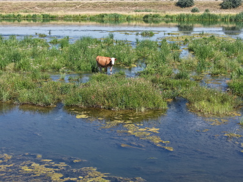 Domestic Cattle