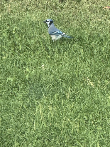 Blue Jay