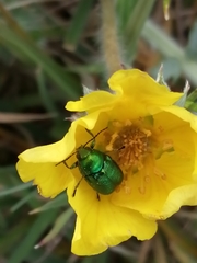 Cryptocephalus aureolus