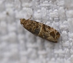 Lobesia transtrifera