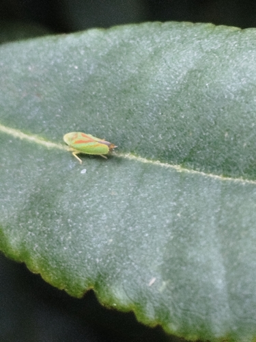 Rhododendron Leafhopper