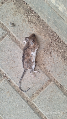 Striped Field Mouse