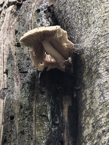 Silky Rosegill