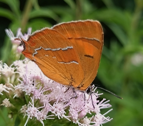 Brown Hairstreak