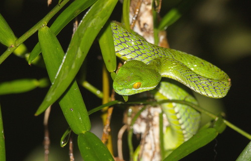 Phitsanulok Pitviper