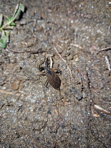 Eurasian Water Scorpion