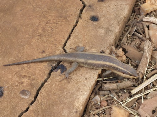 African Striped Skink