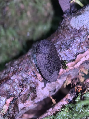 dead man's fingers