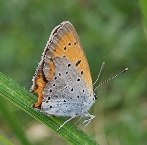 Large Copper