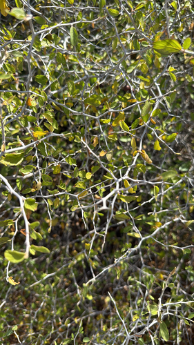 Colubrina texensis, photograph 6