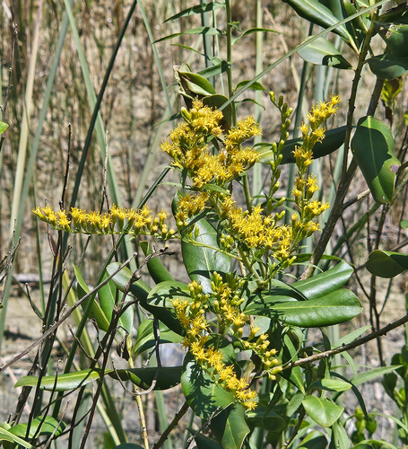 Solidago leavenworthii, photograph 1