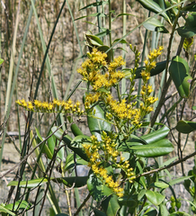 Solidago leavenworthii