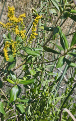 Solidago leavenworthii, photograph (c) hibiscoid, some rights reserved (CC BY)