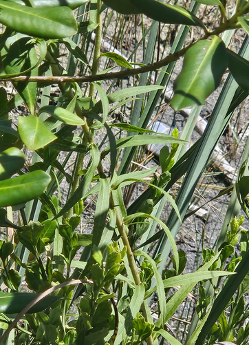 Solidago leavenworthii, photograph 3