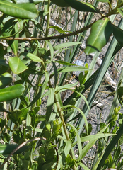 Solidago leavenworthii, photograph (c) hibiscoid, some rights reserved (CC BY)