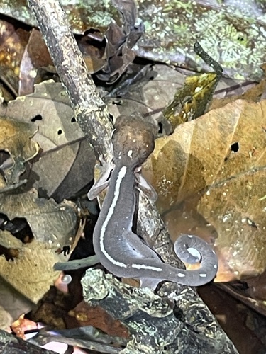 Cat Gecko