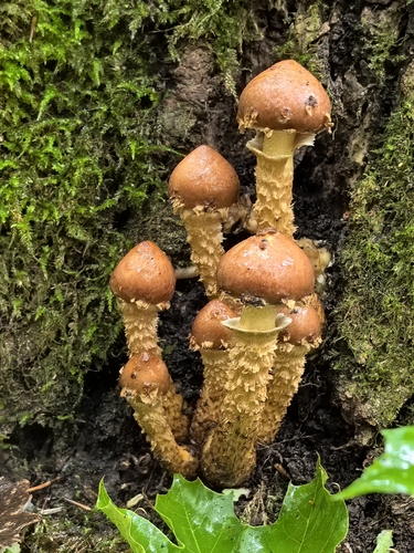 Hemistropharia albocrenulata