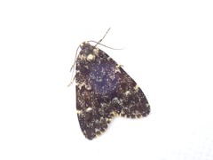 Halone sinuata