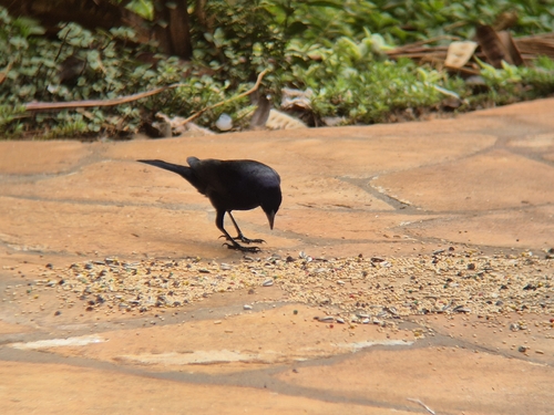 Shiny Cowbird