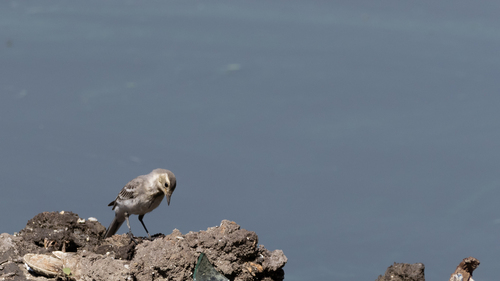 White Wagtail