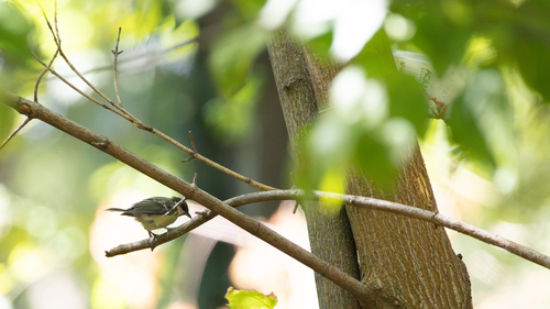 Great Tit