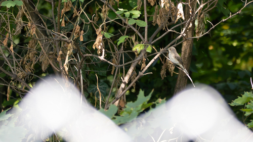 Spotted Flycatcher