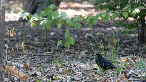 Eurasian Blackbird