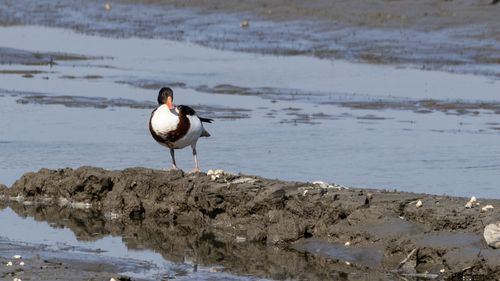 Common Shelduck