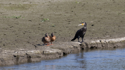 Great Cormorant
