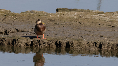 Mallard
