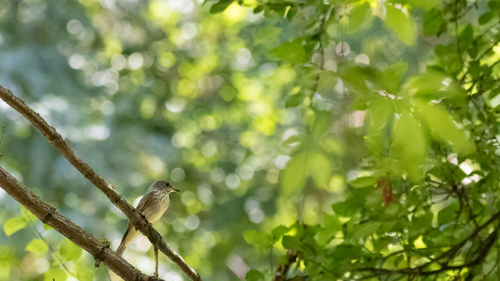 Spotted Flycatcher