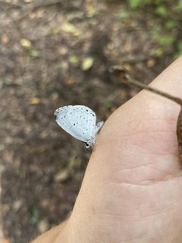 Summer Azure
