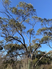 Eucalyptus goniocalyx goniocalyx