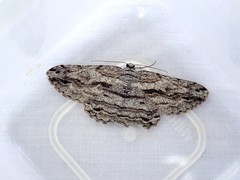 Scioglyptis loxographa