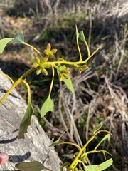 Eucalyptus goniocalyx goniocalyx