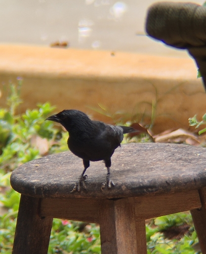 Chopí Blackbird