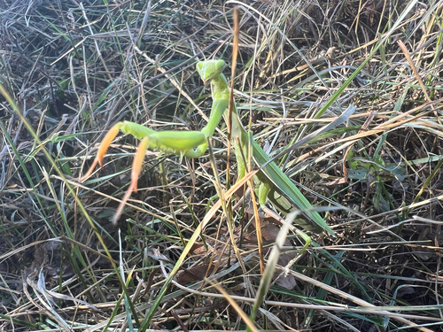 European Mantis