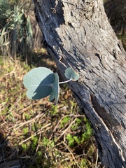 Eucalyptus goniocalyx goniocalyx