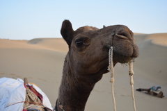 Camelini