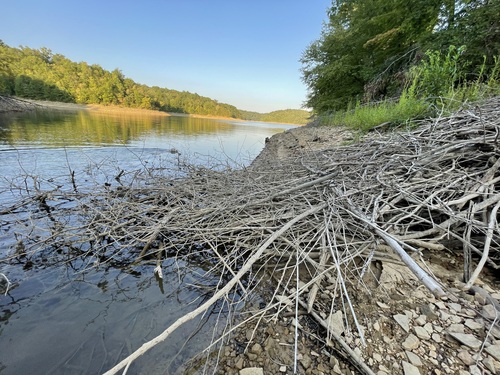 Long gray beaver lodge extending from an exposed Laurel River Lake bank into the remaining water