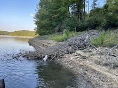 The beaver lodge meeting the shallow cove at the end of August