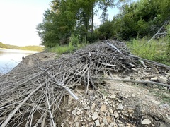 Beaver lodge exposed along the lowered late-August shoreline
