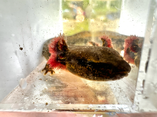 Common Mudpuppy observed by skevingtonam